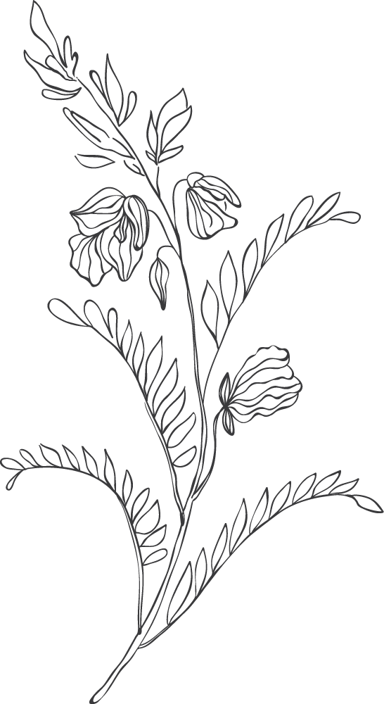 événement provence