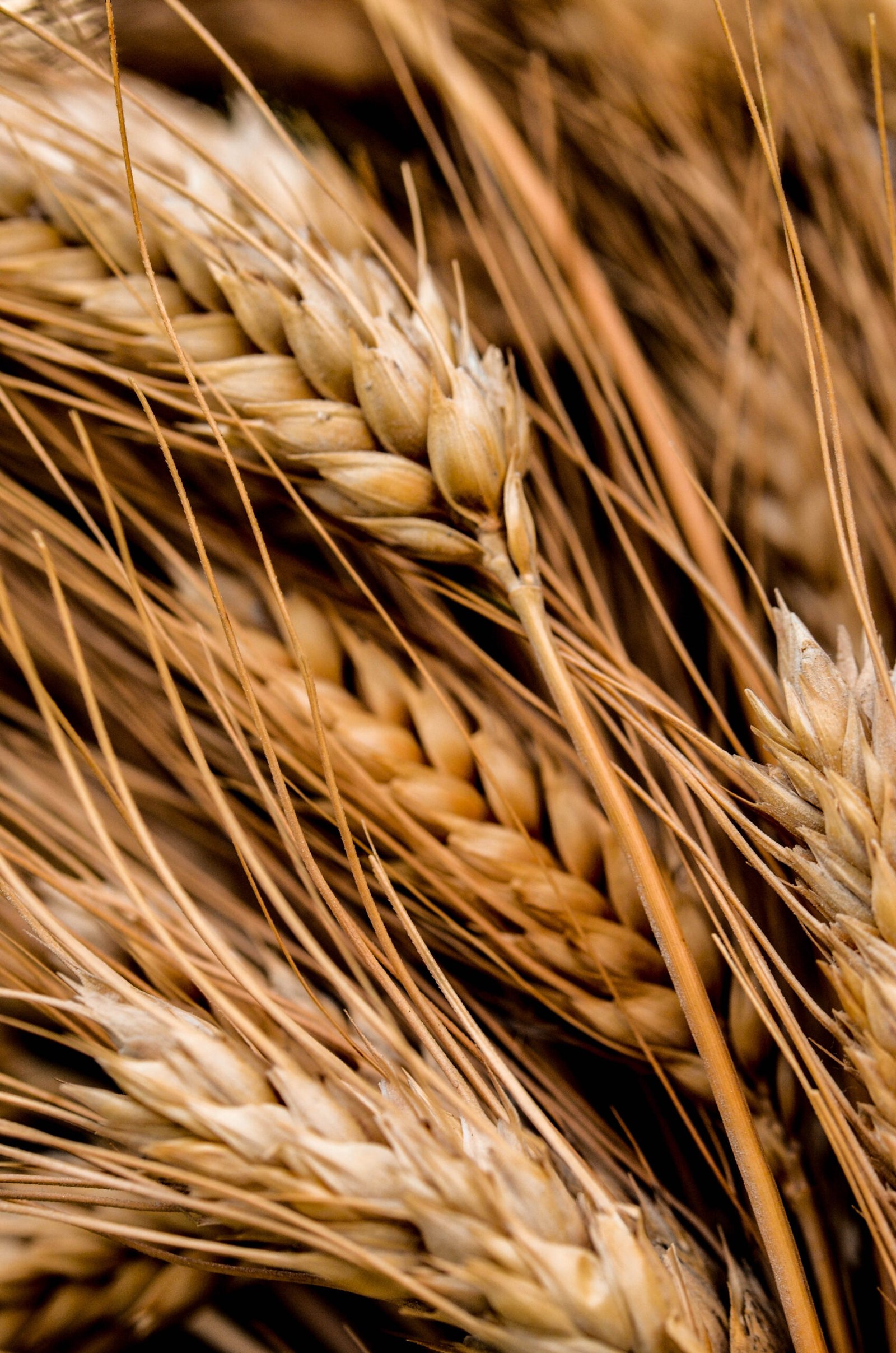 organisatrice mariage